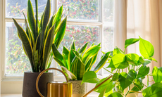 7 cây cảnh có thể giúp làm sạch không khí trong nhà