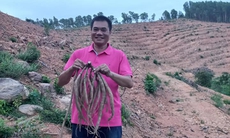 Sâm núi Dành, báu vật của vùng đất Bắc Giang