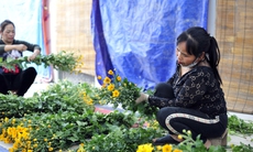 Hoa nở “lệch múi giờ”, nông dân Hà Nội thu hoạch sớm để bảo quản nhà lạnh, chờ phục vụ người chơi đúng dịp Tết