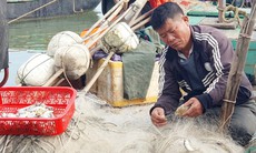 Ngư dân Hà Tĩnh đón "lộc biển" sau chuyến ra khơi đầu năm