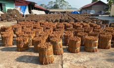 Công nhân quế Văn Yên miệt mài tăng ca những ngày cận Tết