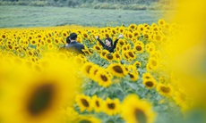 Du khách đổ xô đến 'sống ảo' tại cánh đồng hoa hướng dương lớn nhất xứ Nghệ