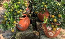 Quất bonsai vẫn được ưa chuộng trưng bày Tết Quý Mão