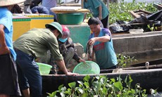 Nguyên nhân khiến 50 tấn cá nuôi lồng bè ở Hà Tĩnh chết