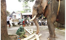 Những người hiểu và thương voi như ruột thịt