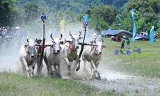 Tưng bừng Hội đua bò Bảy Núi của đồng bào Khmer ở An Giang