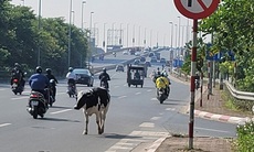 Chính quyền nói gì về việc bò thả rông trên đường Võ Nguyên Giáp?