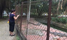 Di chuyển cá sấu trong công viên lớn nhất TP Vinh đi nơi khác