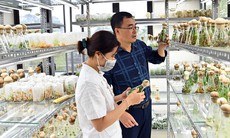 Bảo tồn bền vững tài nguyên dược liệu Việt Nam