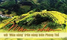 Mãn nhãn với ‘mùa vàng’ ở vùng biên Phong Thổ