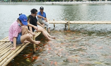 Cận cảnh khu nuôi cá Koi ở hồ Đầm Đông vừa bị 'tuýt còi'