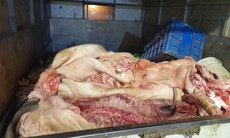 Hơn 1,3 tấn thịt lợn bốc mùi ôi thiu, có dấu hiệu phân hủy được lén lút vận chuyển đi tiêu thụ
