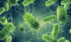 Vi khuẩn Salmonella gây ngộ độc sau đêm Trung thu nguy hiểm ra sao?