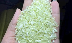 Sự thật bất ngờ về loại gạo Séng Cù xanh được quảng cáo ‘từ lúa non’
