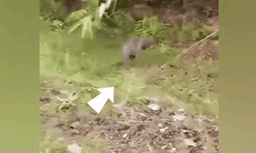 Thêm 1 con chuột túi được phát hiện tại Cao Bằng