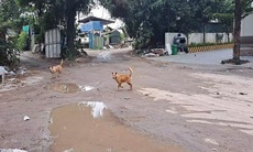 Chó thả rông đuổi cư dân tại chung cư Tecco skyvile Hà Nội