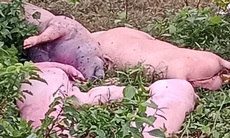 Dịch tả lợn châu Phi đang phức tạp, lợn chết vứt bừa bãi ở rừng trồng cao su