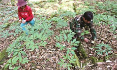 Nhiều chủ trương, chính sách hỗ trợ trồng và phát triển cây dược liệu ở Quảng Nam