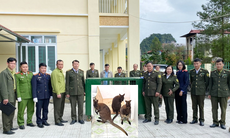 4 con chuột túi được phát hiện tại Cao Bằng đã có 'nhà mới'