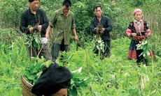 Sơn La ưu tiên phát triển nông nghiệp dược liệu gắn với du lịch