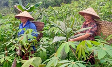 Yên Bái phấn đấu trồng 5.000 ha cây dược liệu phát triển ổn định vào năm 2025