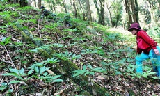 Cần quy hoạch vùng bảo tồn những loài cây dược liệu quý hiếm trong tự nhiên