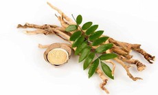 11 bài thuốc chữa bệnh từ cây mật nhân