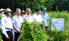 Bảo tồn, nhân giống cây dược liệu quý ở Ninh Bình