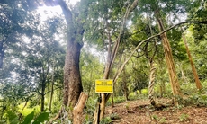 Hướng đi mới cho người dân Bình Thuận từ lợi thế trồng cây dược liệu dưới tán rừng