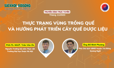 Truyền hình trực tuyến: Thực trạng vùng trồng quế và hướng phát triển cây quế dược liệu