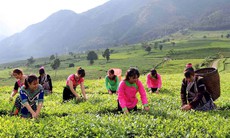 Lai Châu phát huy tiềm năng, lợi thế cây chè trong phát triển kinh tế