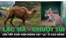 Lý giải nguyên nhân xuất hiện lạc đà và chuột túi tại Cao Bằng