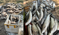 Thông tin mới nhất vụ cá chết hàng loạt tại Sơn La