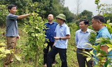 Huyện Sơn Động triển khai Dự án đầu tư hỗ trợ phát triển vùng trồng dược liệu quý