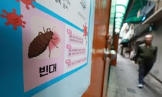 Người Hàn Quốc chật vật đối phó với làn sóng "siêu rệp"