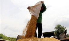 Thị trường nông sản: Giá lúa tăng nhưng giá gạo giảm
