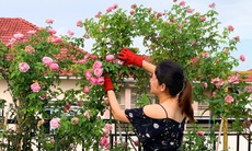 Cách trồng và chăm sóc để hoa hồng nở đẹp đúng Tết Nguyên đán Giáp Thìn 2024