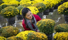 Cách trồng và chăm sóc hoa cúc nở đẹp đúng Tết Nguyên đán Giáp Thìn 2024