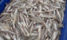 Ngư dân Hà Tĩnh trúng đậm cá cơm đầu mùa