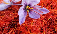 Lạm dụng saffron - nhụy hoa nghệ tây nguy hiểm như thế nào?