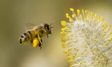 Lợi ích và tác dụng phụ của phấn hoa ong
