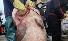 Ngư dân bắt được cá mú 'khổng lồ' nặng gần 70kg