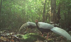 Phát hiện nhiều động vật quý hiếm ở Vườn Quốc gia Vũ Quang