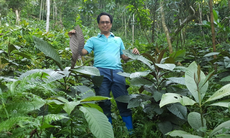 Vinh danh thạc sĩ bỏ phố về rừng trồng dược liệu