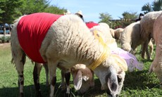 Độc đáo cừu diễu hành chào đón năm mới