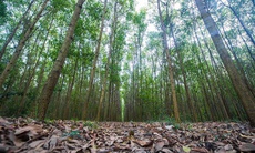 Việt Nam thu về triệu USD nhờ có rừng, làm gì để duy trì?