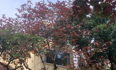 Hà Nội mùa cây bàng lá đỏ
