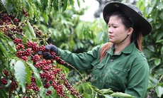 Xuất khẩu cà phê kỳ vọng phá kỷ lục