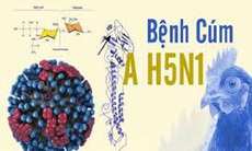 Các triệu chứng cúm A/H5N1 ở người là gì?