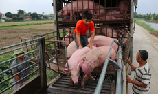 Phải chấm dứt tình trạng nhập lậu động vật để nguồn thịt lợn trong nước đảm bảo an toàn vệ sinh thực phẩm